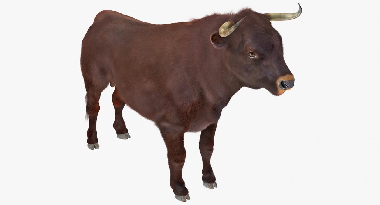 3D model Bull Rigged with Fur