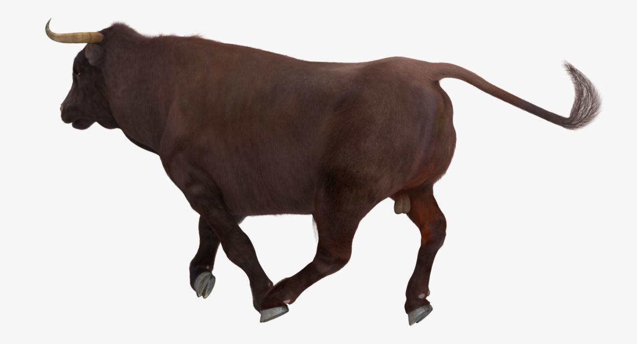 3D model Bull Rigged with Fur