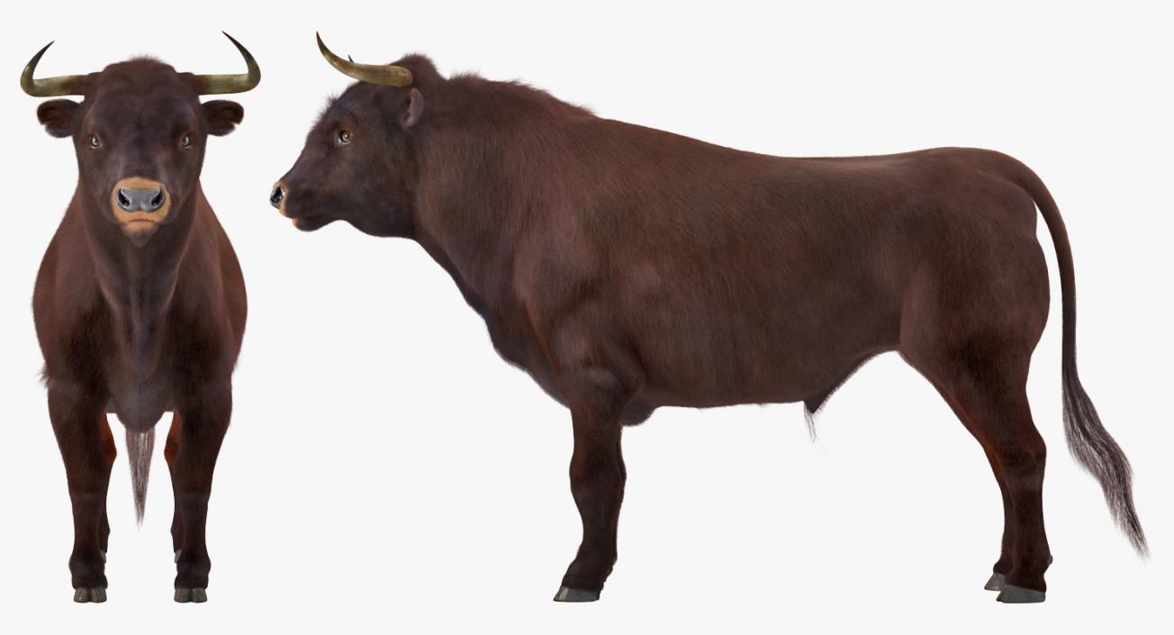 3D model Bull Rigged with Fur