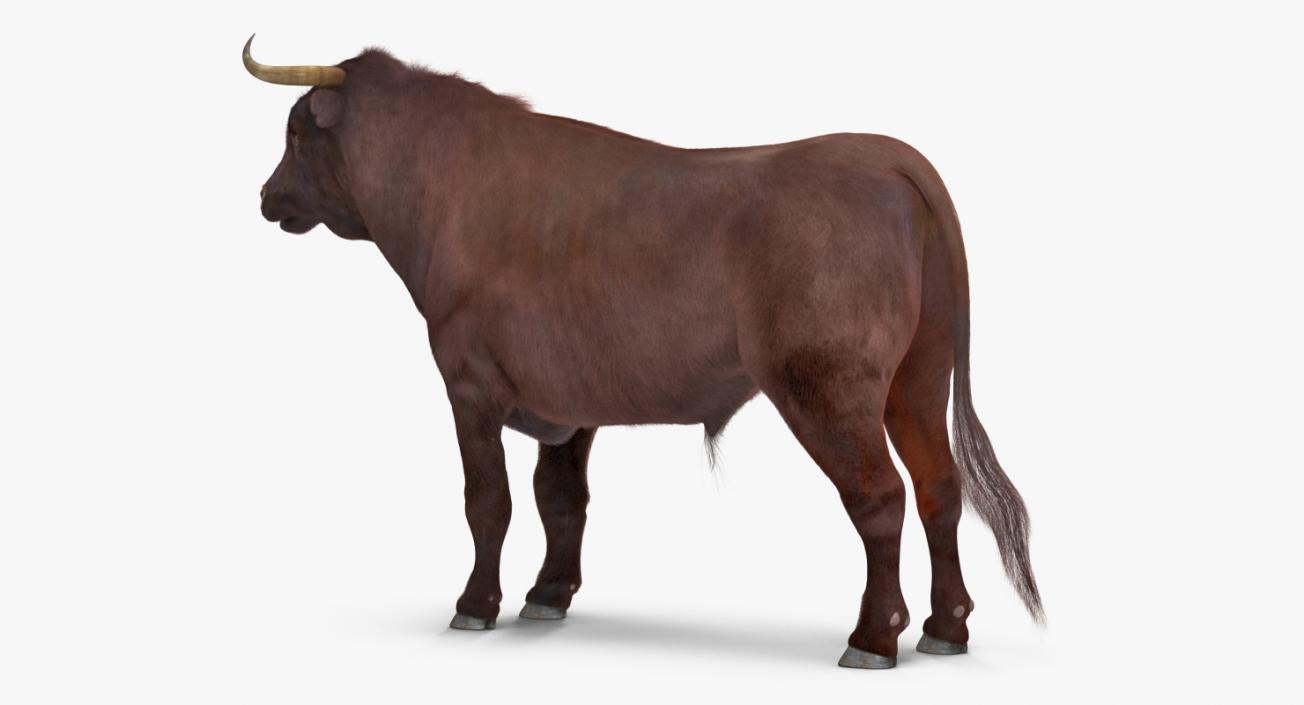 3D model Bull Rigged with Fur