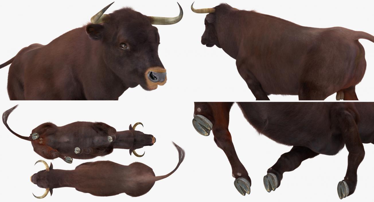 3D model Bull Rigged with Fur