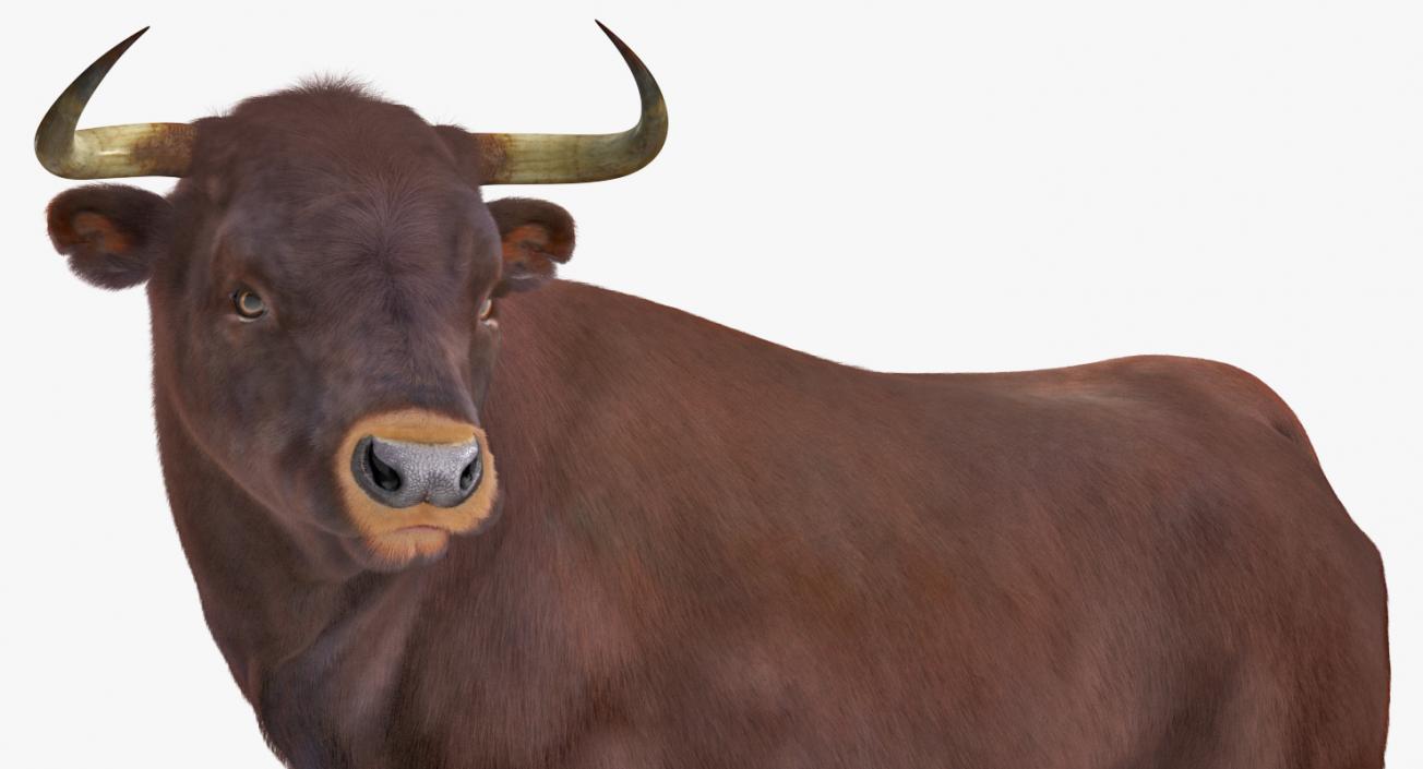 3D model Bull Rigged with Fur