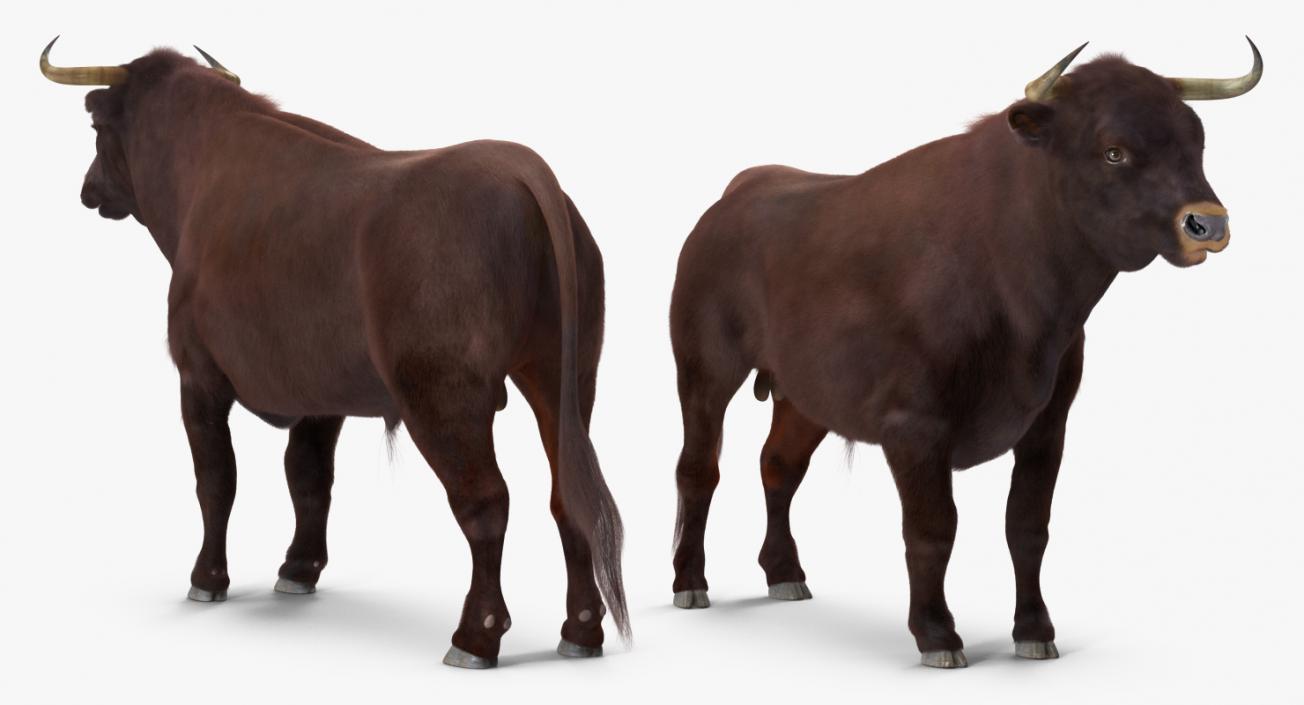 3D model Bull Rigged with Fur