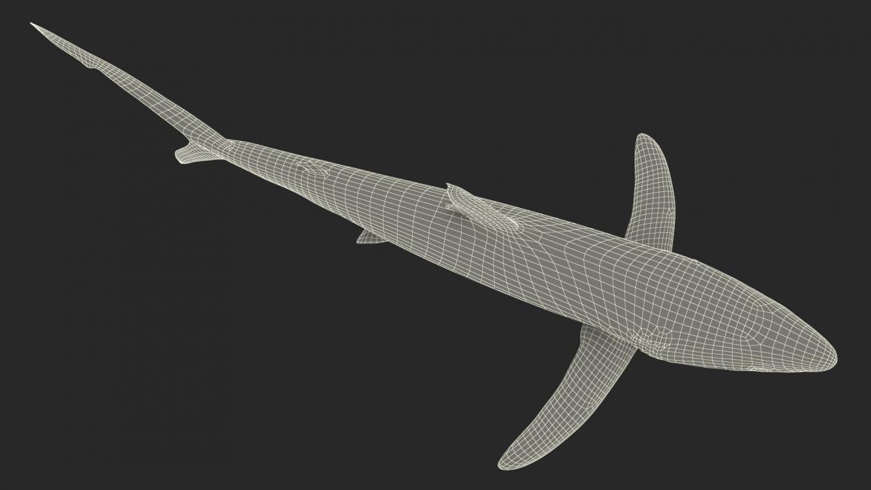 Prionace Glauca Shark Rigged for Maya 3D