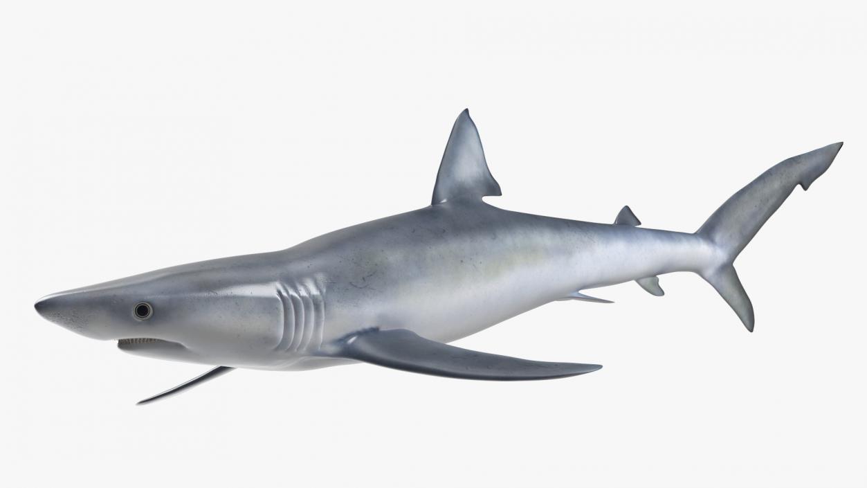 Prionace Glauca Shark Rigged for Maya 3D