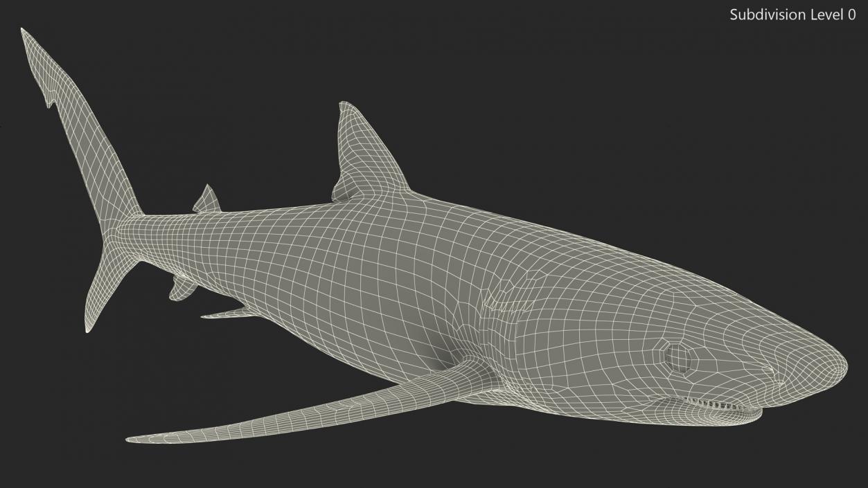 Prionace Glauca Shark Rigged for Maya 3D