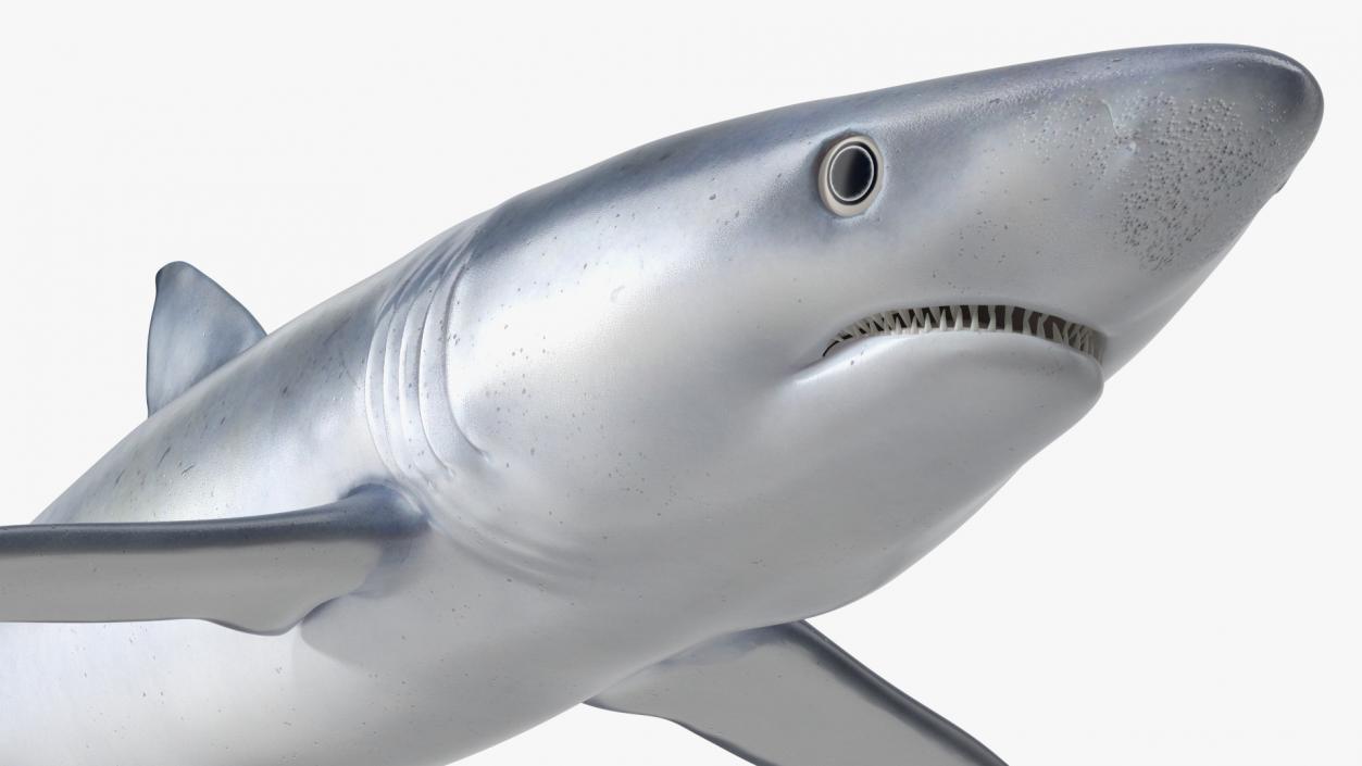 Prionace Glauca Shark Rigged for Maya 3D