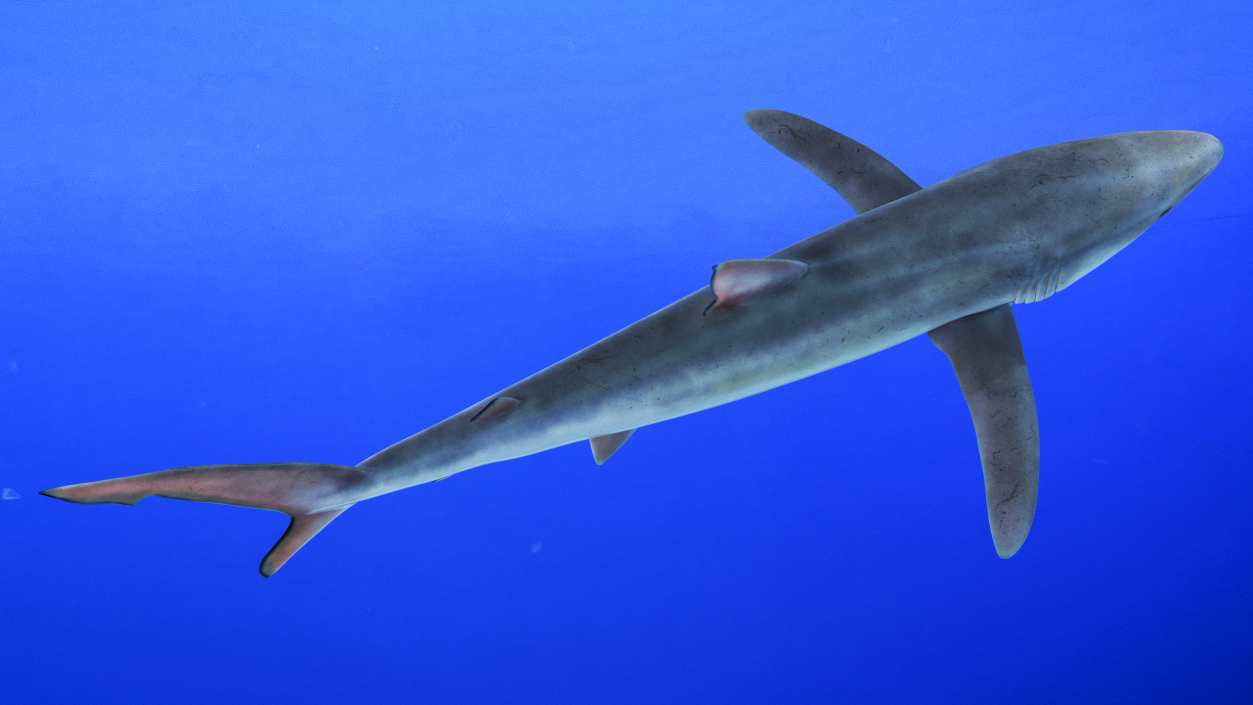 Prionace Glauca Shark Rigged for Maya 3D