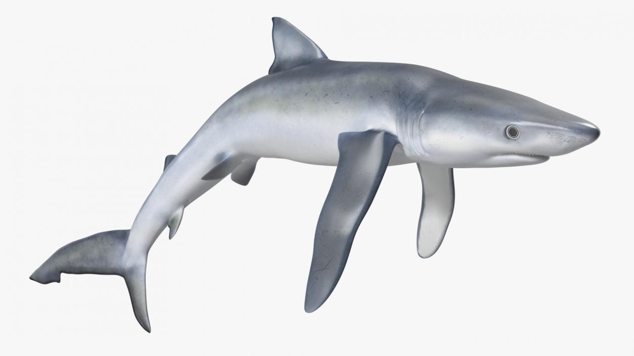 Prionace Glauca Shark Rigged for Maya 3D