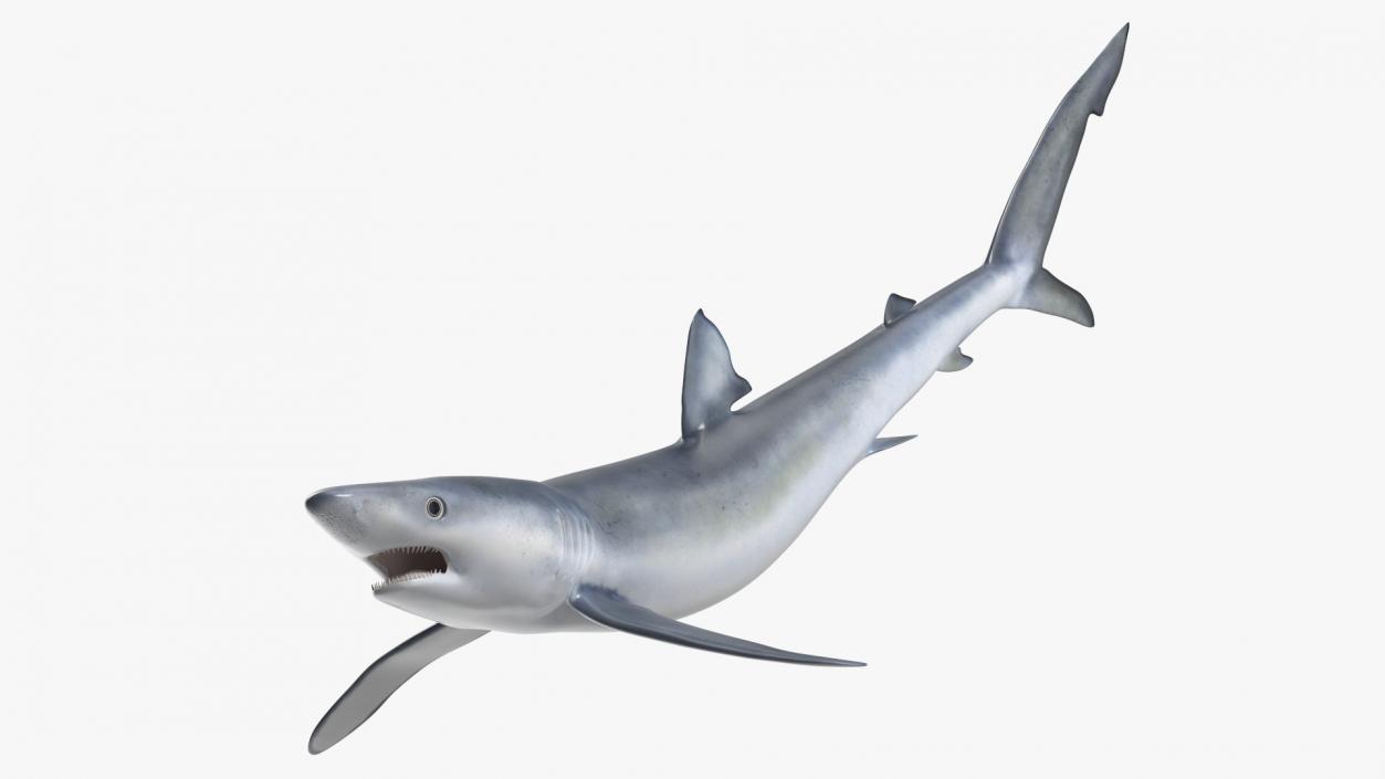 Prionace Glauca Shark Rigged for Maya 3D