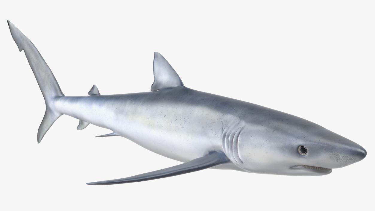 Prionace Glauca Shark Rigged for Maya 3D