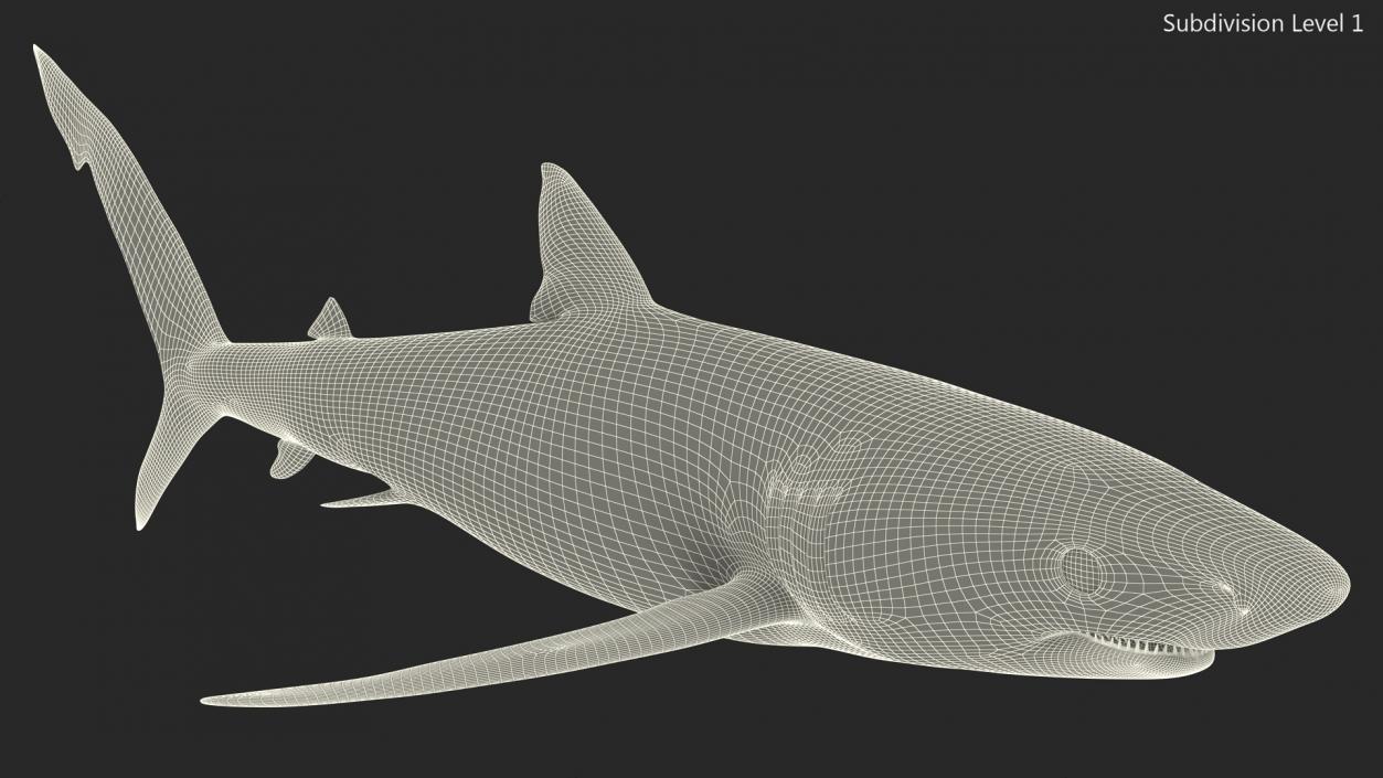 Prionace Glauca Shark Rigged for Maya 3D