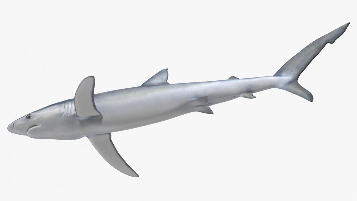 Prionace Glauca Shark Rigged for Maya 3D