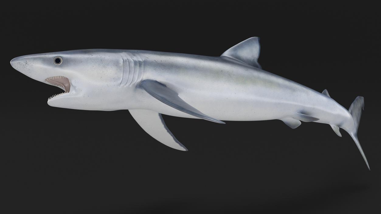 Prionace Glauca Shark Rigged for Maya 3D