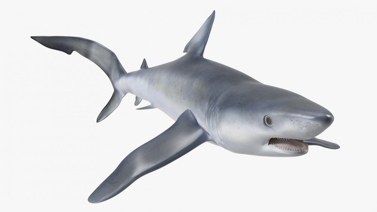 Prionace Glauca Shark Rigged for Maya 3D