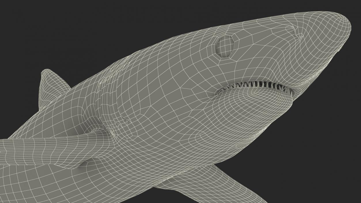 Prionace Glauca Shark Rigged for Maya 3D