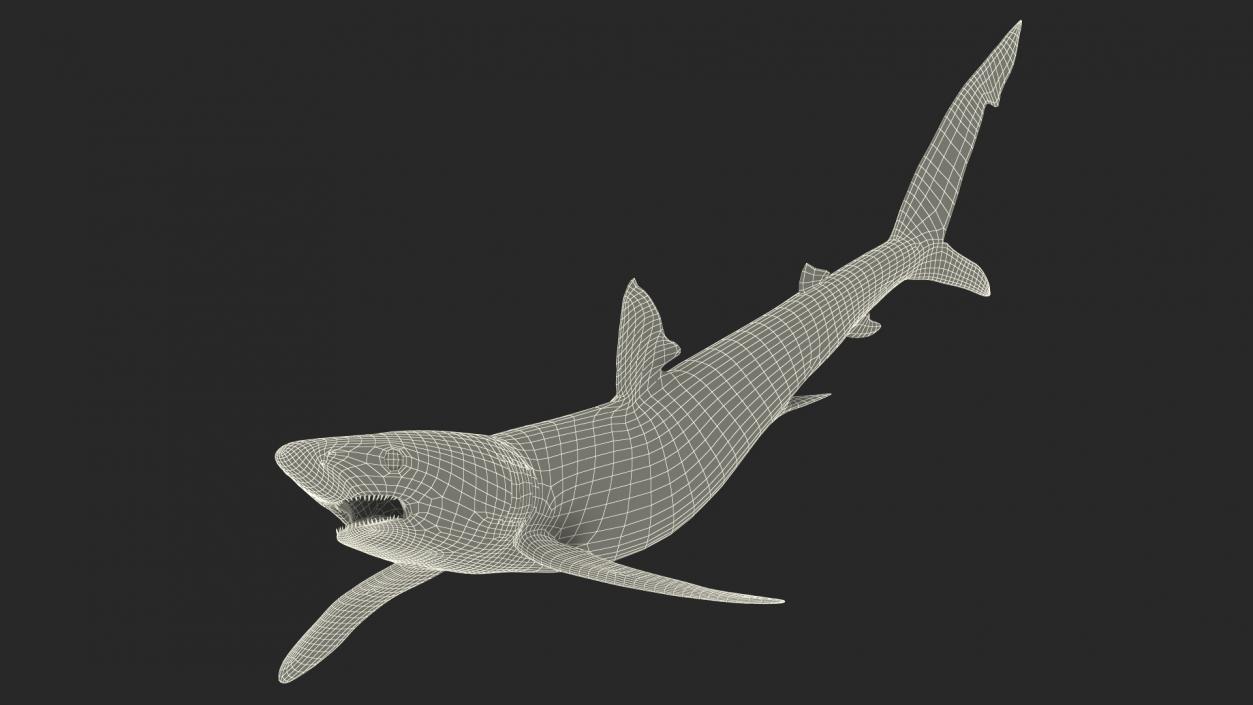 Prionace Glauca Shark Rigged for Maya 3D