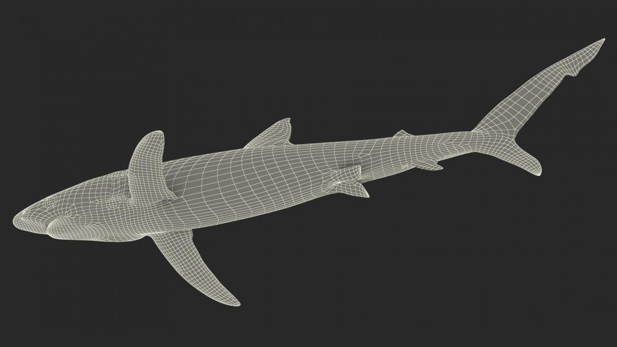 Prionace Glauca Shark Rigged for Maya 3D