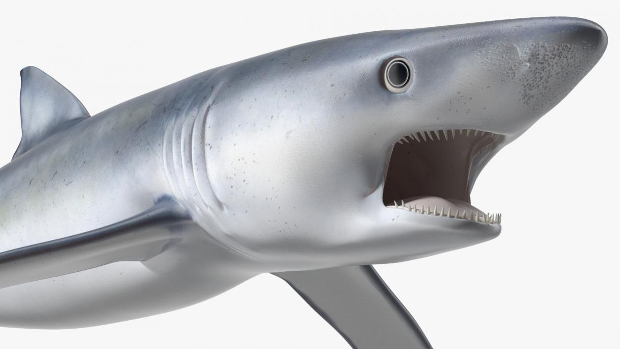 Prionace Glauca Shark Rigged for Maya 3D