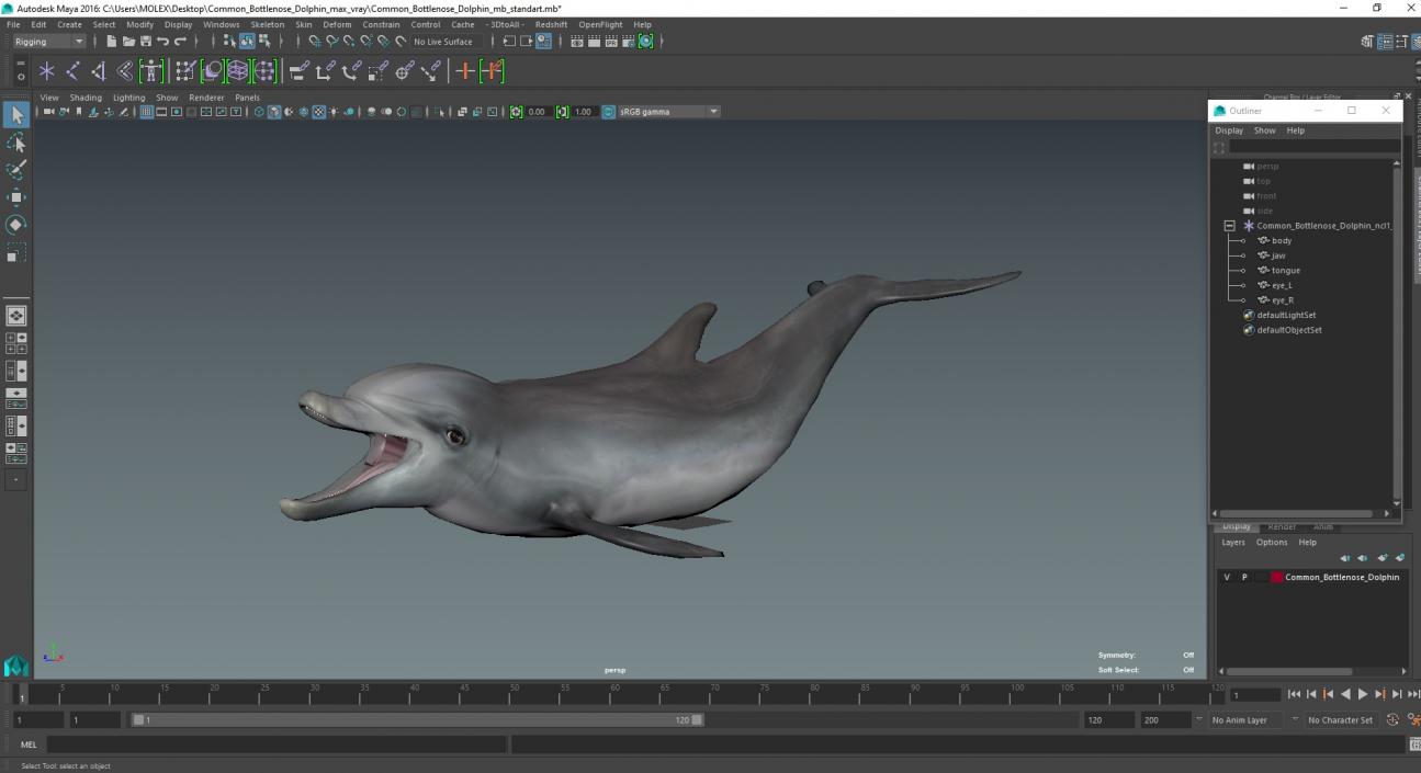 3D model Common Bottlenose Dolphin