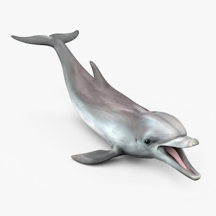 3D model Common Bottlenose Dolphin