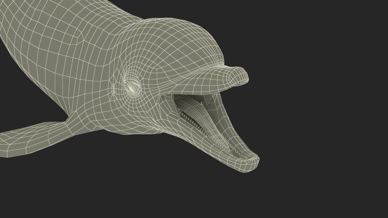 3D model Common Bottlenose Dolphin