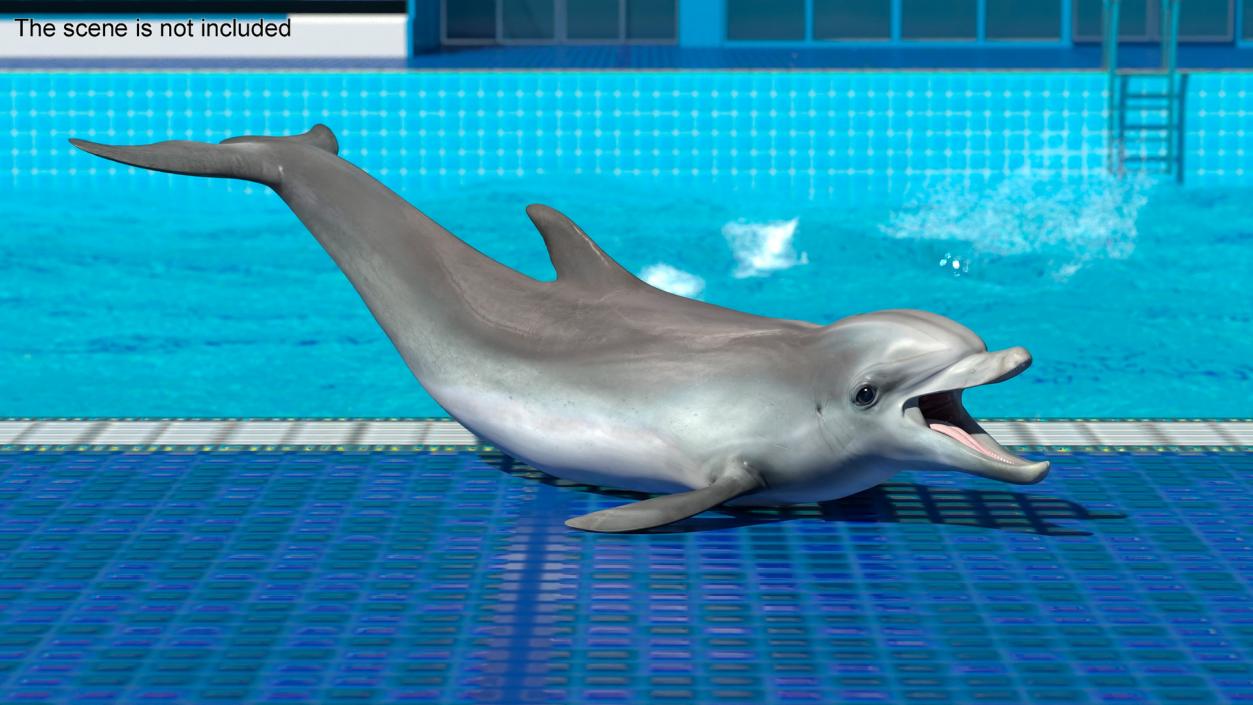 3D model Common Bottlenose Dolphin