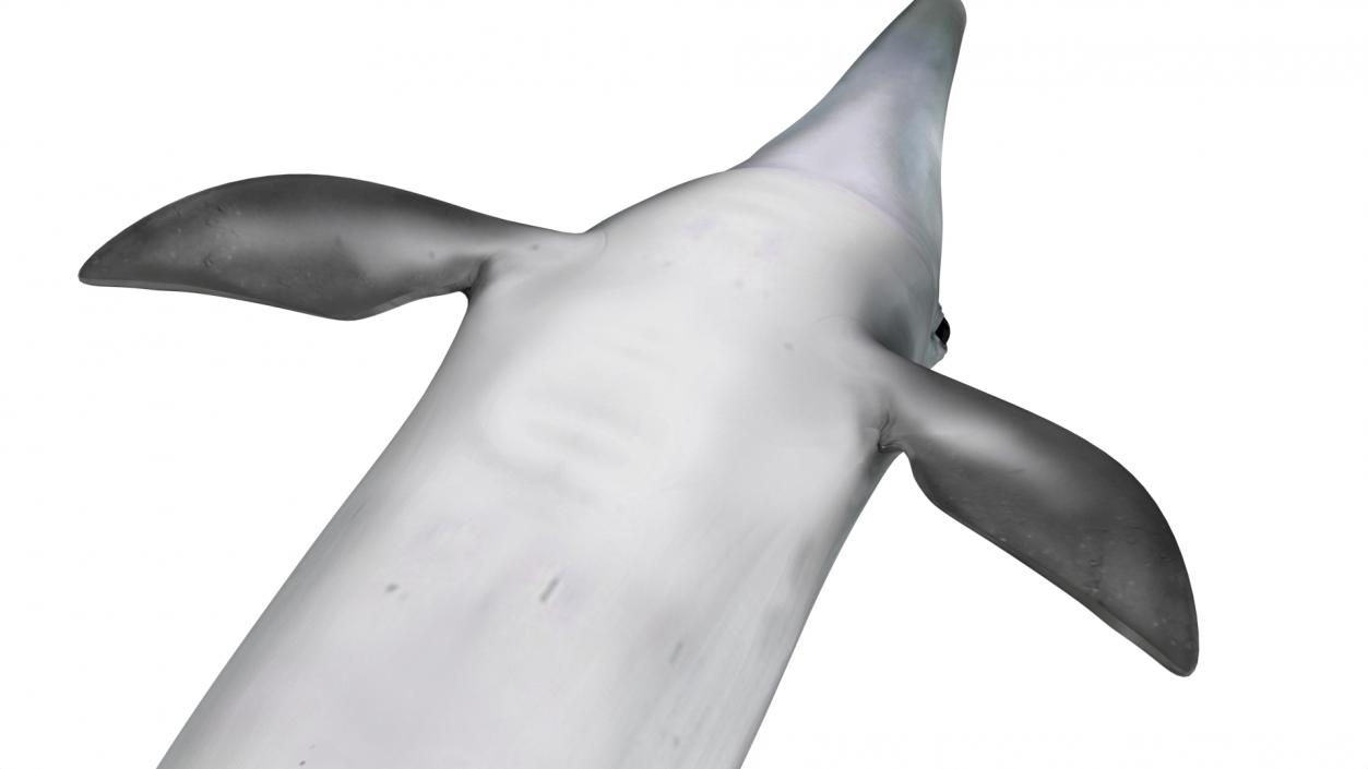 3D model Common Bottlenose Dolphin