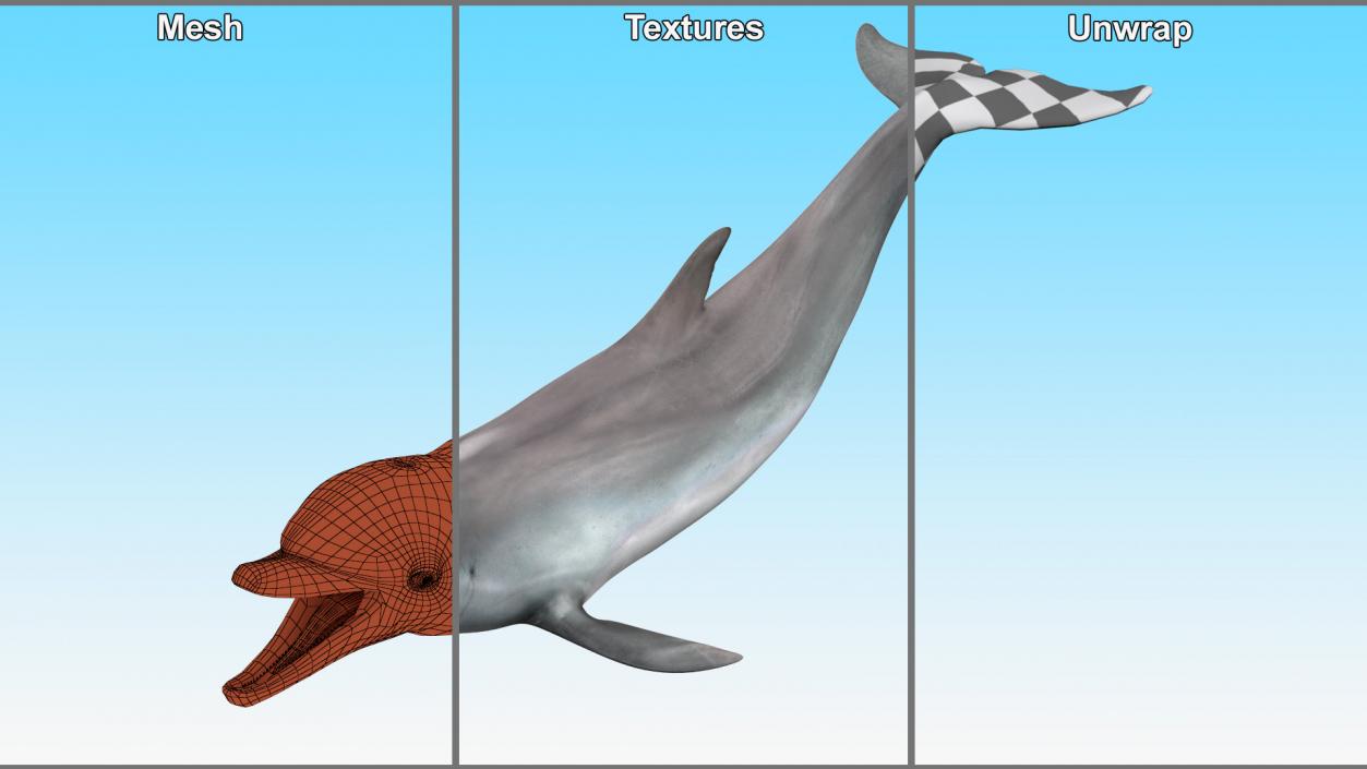 3D model Common Bottlenose Dolphin