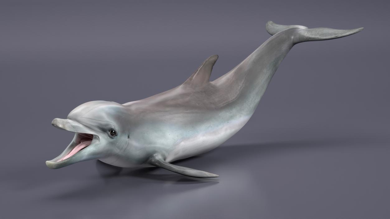 3D model Common Bottlenose Dolphin