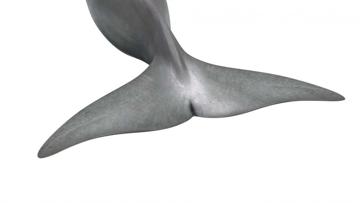 3D model Common Bottlenose Dolphin