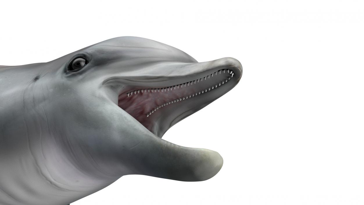 3D model Common Bottlenose Dolphin