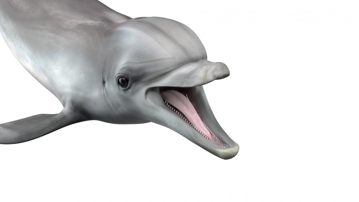 3D model Common Bottlenose Dolphin