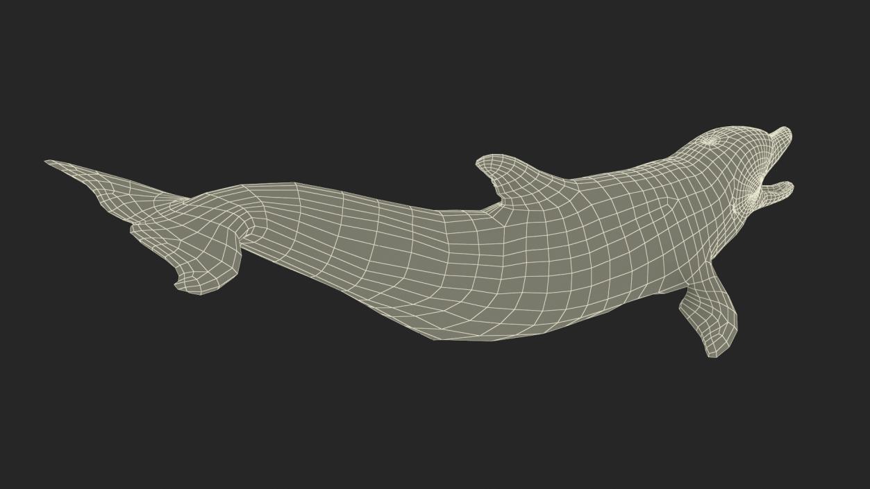 3D model Common Bottlenose Dolphin