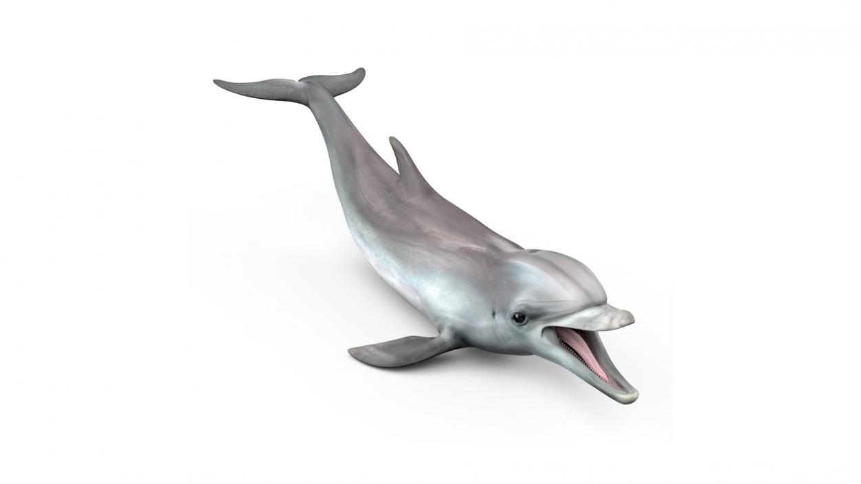 3D model Common Bottlenose Dolphin