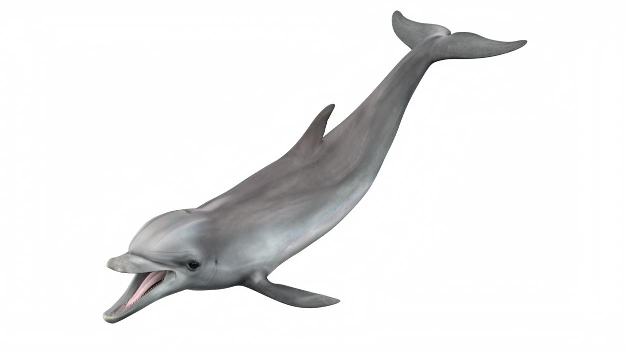 3D model Common Bottlenose Dolphin