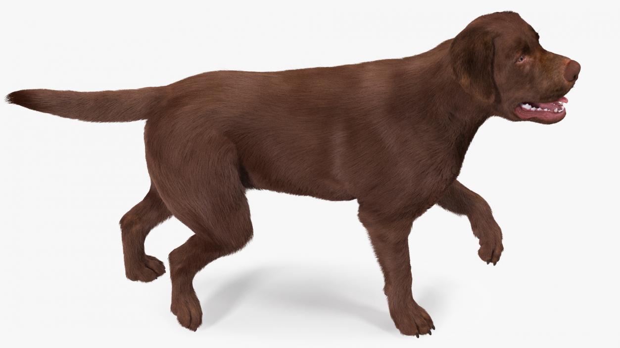 3D model Labrador Dog Brown Walking Fur