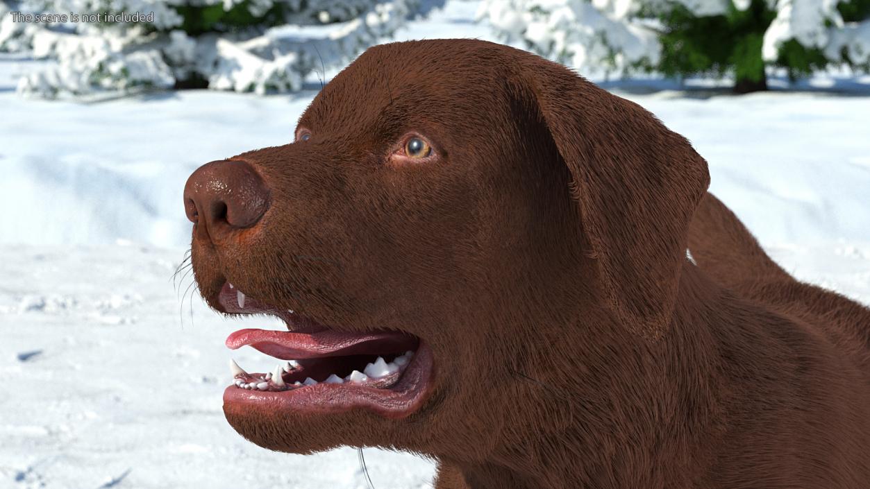 3D model Labrador Dog Brown Walking Fur