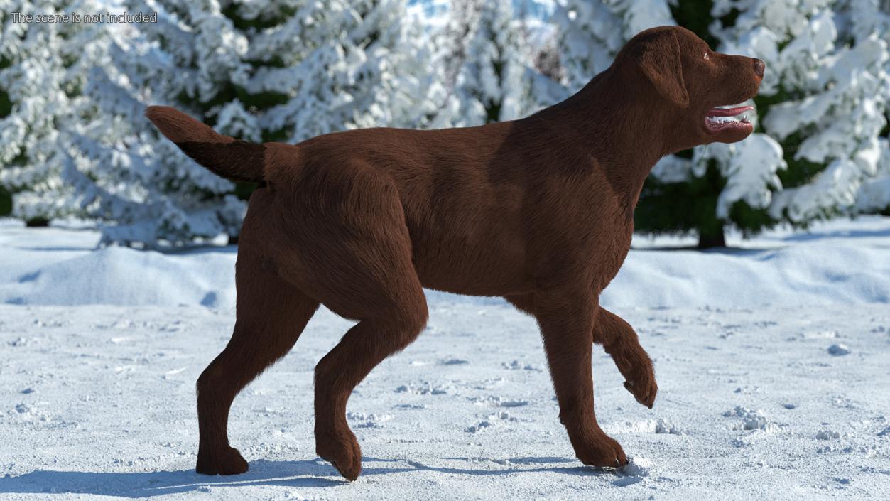 3D model Labrador Dog Brown Walking Fur