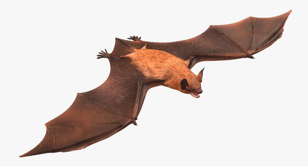 Bat 3D model