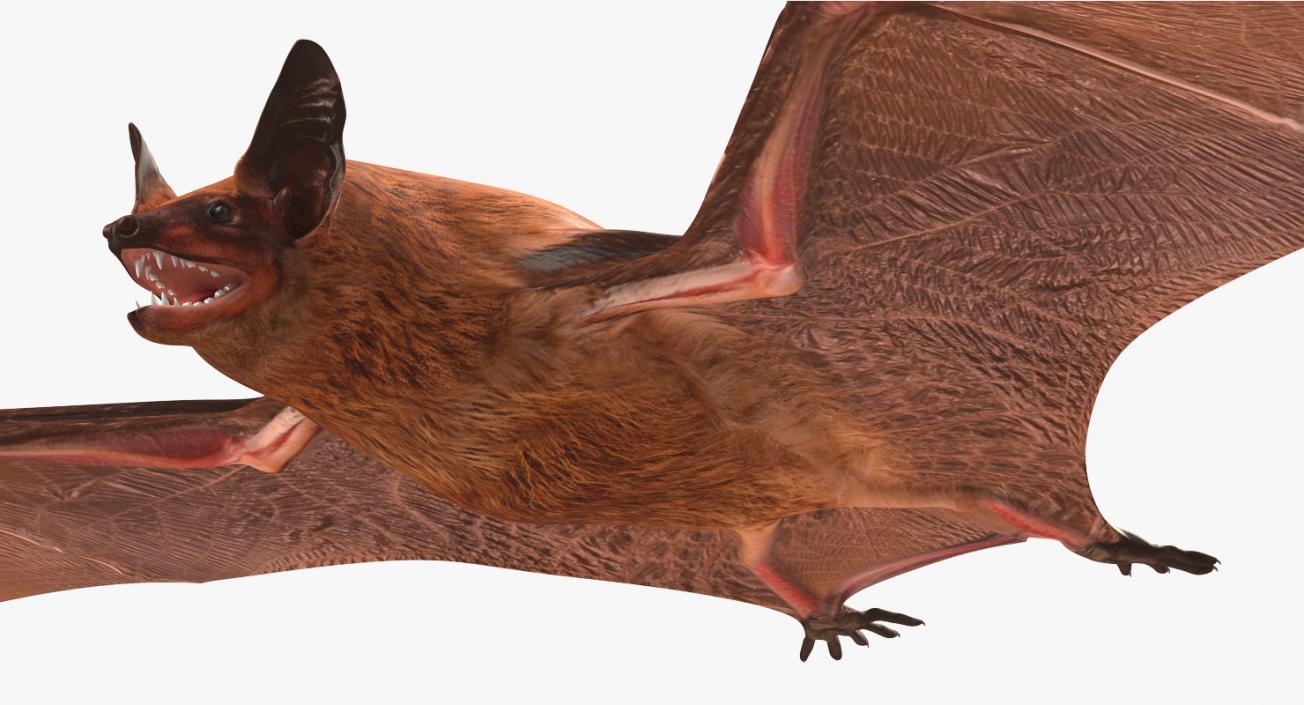 Bat 3D model