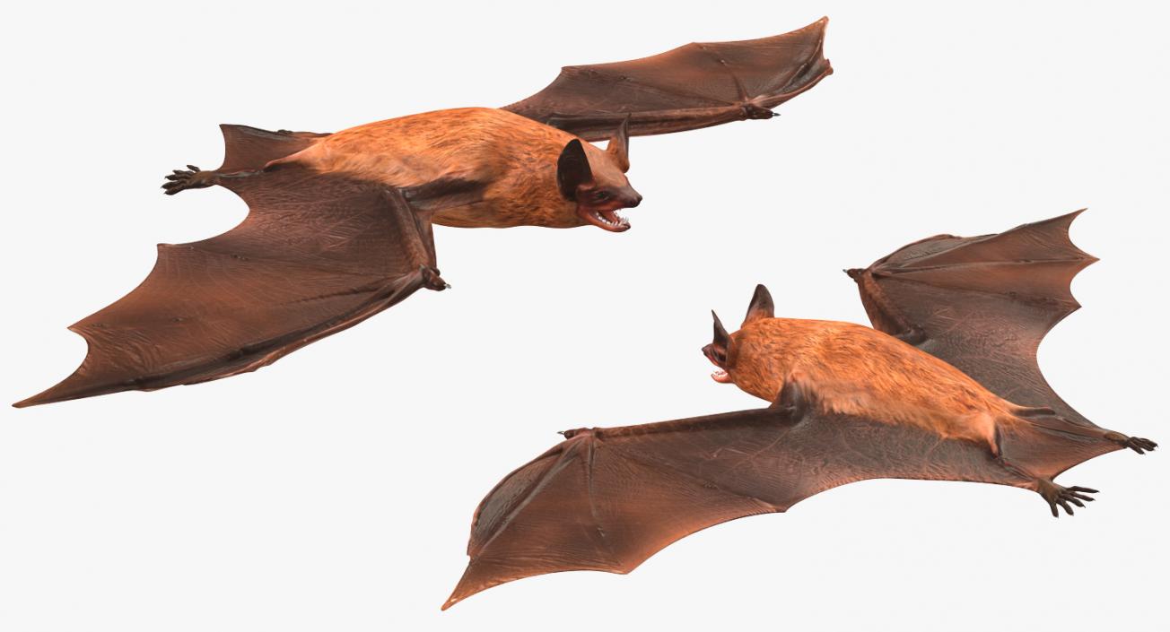 Bat 3D model