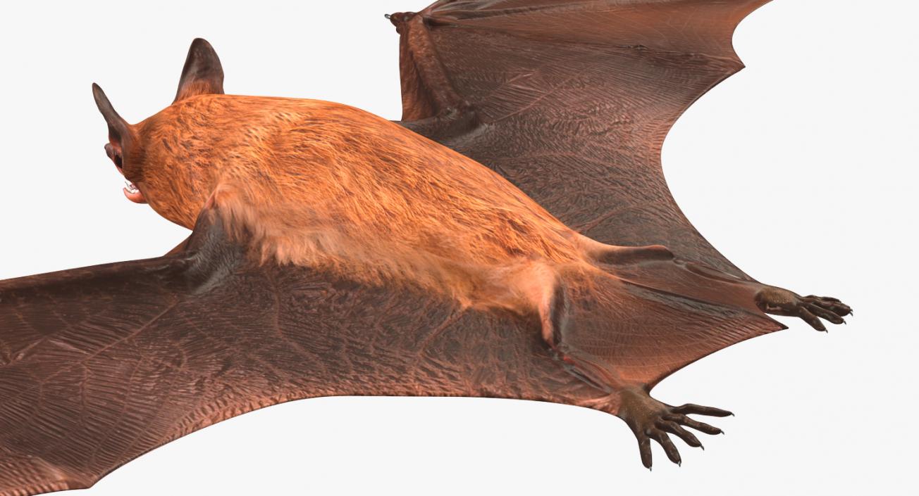 Bat 3D model