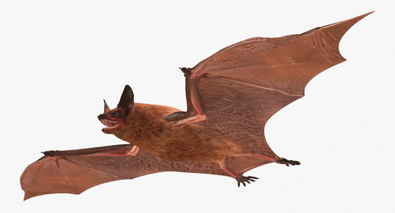 Bat 3D model