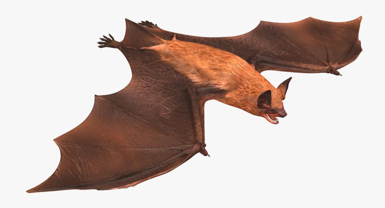 Bat 3D model