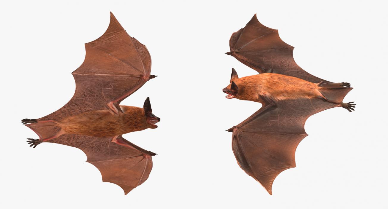 Bat 3D model