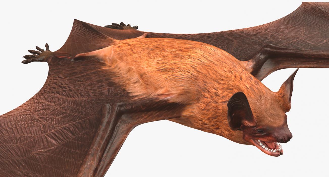 Bat 3D model