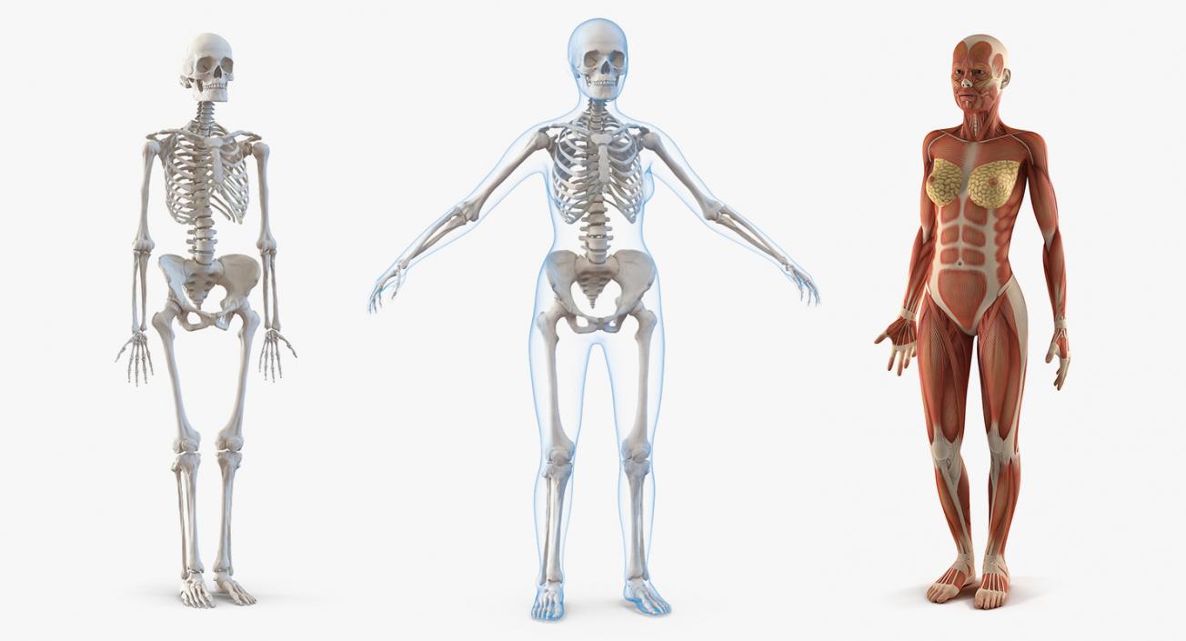 3D model Female Anatomy Collection