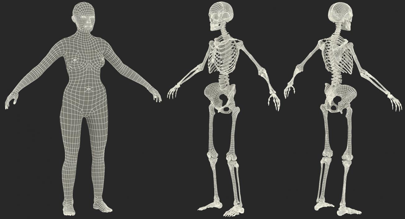 3D model Female Anatomy Collection