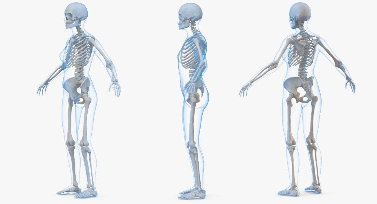 3D model Female Anatomy Collection